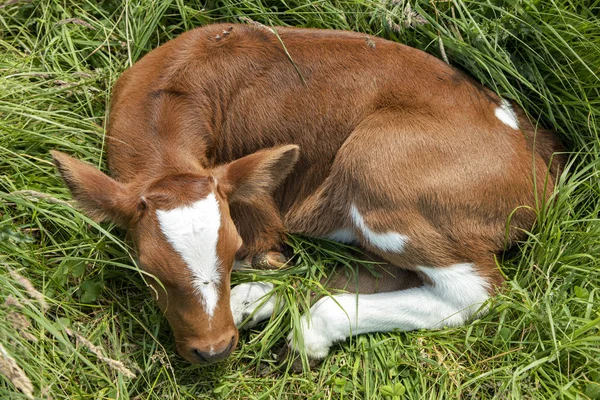 Recién nacido ternero dormido lindo, "de color rojo profundo" un ganado de herencia holandesa . — Foto de Stock