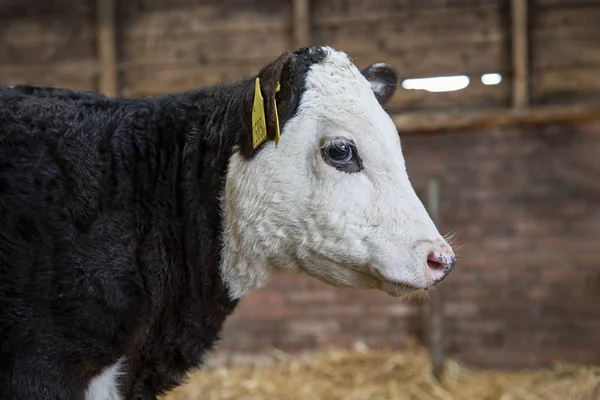 Head shot, close up, of a gentle black blister head calf, profil.