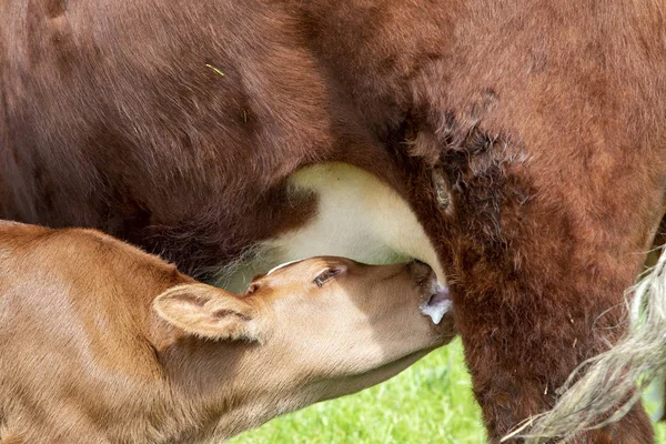 Primer plano de un ternero bebedor de leche, de color rojo oscuro una raza de herencia holandesa . —  Fotos de Stock