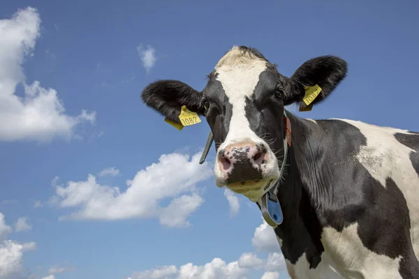 Portrait of a wise mature black-and-white cow, penetrating look. — Stock Photo, Image