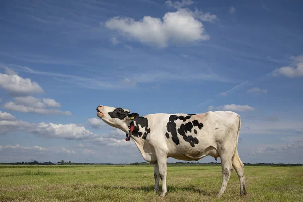 Piangere mucca in bianco e nero, fa moo, holstein friesian . — Foto Stock