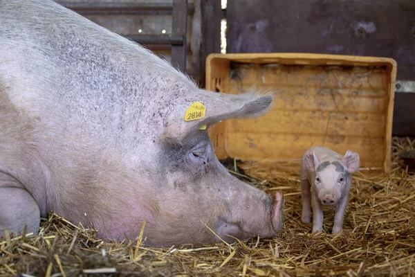 Testa di una madre scrofa maiale annusare il naso al neonato maiale . — Foto Stock