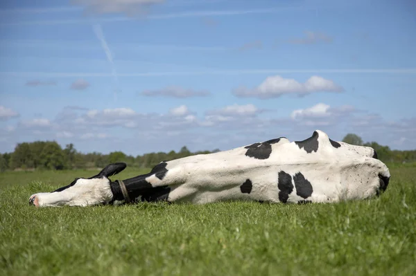Vaca, estirada, perezosa, tendida en medio de un prado . —  Fotos de Stock