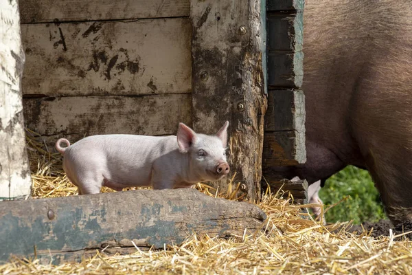 Piccoli cavalletti rosa carino nella paglia nella stalla . — Foto Stock