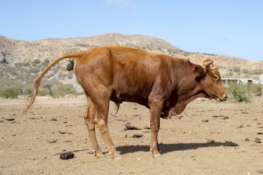 Santiago, Cape Verde adasında kaka kahverengi boğa.