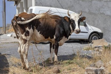 Boynuzları ile benekli ve bir sokakta kuyruk sallayarak, Cape Verde.