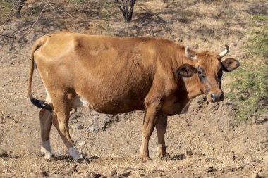 Santiago, Cape Verde adasında boynuzları ile kahverengi. 