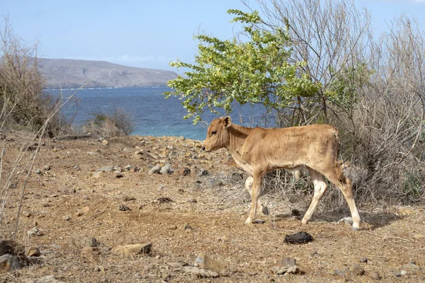 Small brown calf, on the island of Santiago, Praia, Cape Verde. — Stock Photo, Image