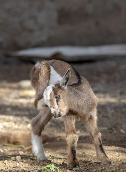 Baby goat with itch, Mindelo, Cape Verde. — Stock Photo, Image