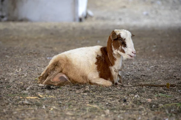 Bleating cabra encontra-se no chão, no centro de Mindelo . — Fotografia de Stock