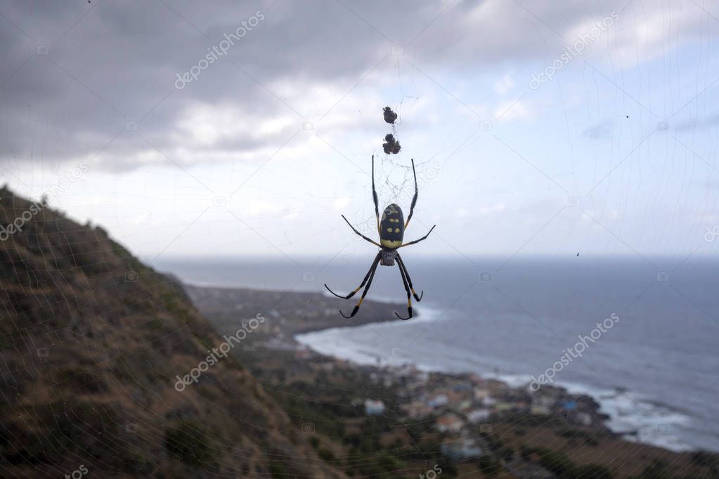 Golden Orb Silk Weaver Spider at Cabo Verde, Cape Verde.