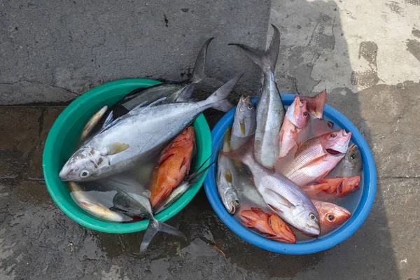 Freshly caught fish in a tub on the island of Cape Verde. — Stock Photo, Image