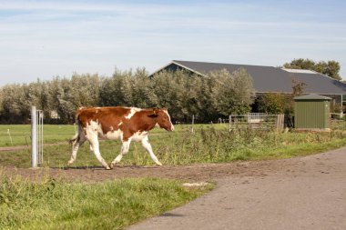 Yürüyen genç kırmızı ve beyaz buzağı,, sığır Cins Mrij.