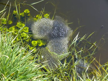 Beautiful spawn of a frog in a puddle, hundreds eggs of a frog. clipart