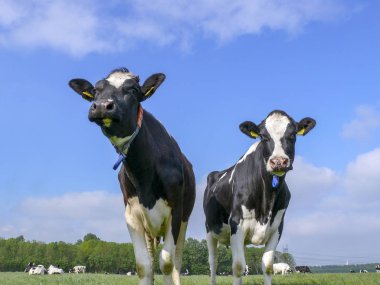 İki siyah beyaz, holstein, bir çayırda duruyor..