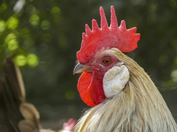 Retrato De Frango Branco Grande Frango Brava Galinha Linda Galinha Brava  Galinha Brava Com Grande Galinha Vermelha Coberto Prado Foto de Stock -  Imagem de pena, orgânico: 206664044