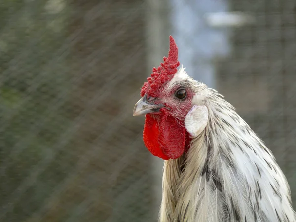 Retrato De Frango Branco Grande Frango Brava Galinha Linda Galinha Brava  Galinha Brava Com Grande Galinha Vermelha Coberto Prado Foto de Stock -  Imagem de pena, orgânico: 206664044