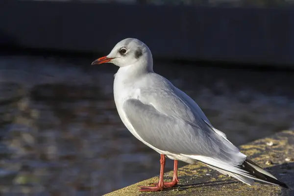 Gull na czarno w dorosłym zimowym uszyciu siedząc na nabrzeżu. — Zdjęcie stockowe