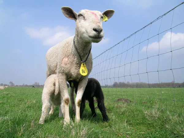 Moeder schaap speen een zwart en een wit lam. — Stockfoto
