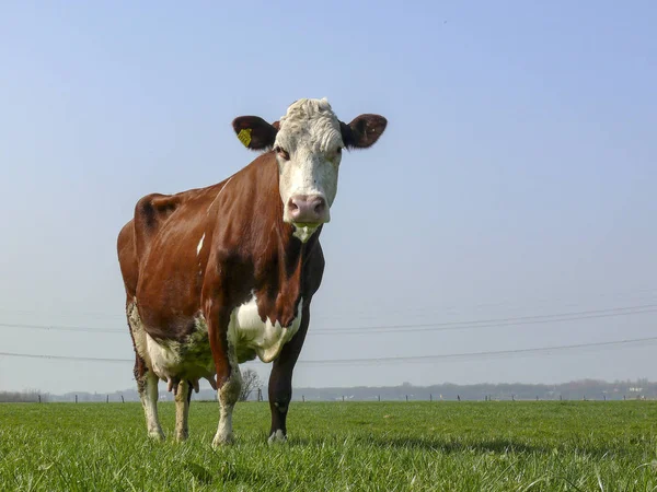 Red and white cow with full udder standing in the meadow. — Stock Photo, Image