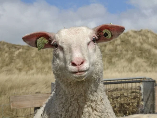 Får ser cross eyed i sanddynerna i Nederländerna. — Stockfoto