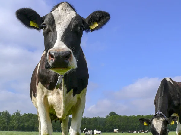 Black and white cow standing in a pasture under a blue sky.