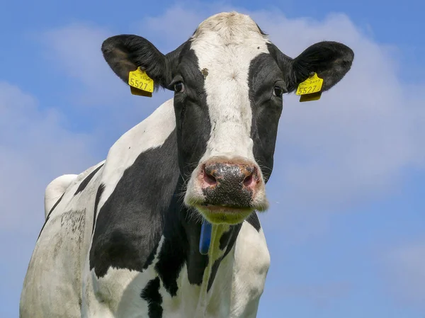 Siyah ve beyaz ayakta, gözyaşları ile, mavi bir gökyüzü altında.