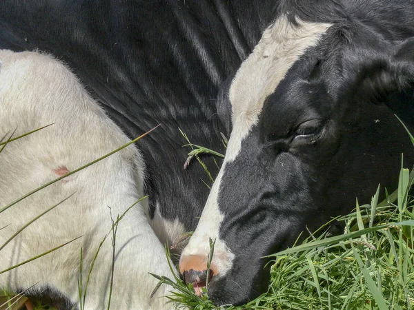 Close-up of a cow who is sleeping in fetal position, curled up.