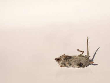 Kemiren dişleri, minik elleri olan ölü fare.