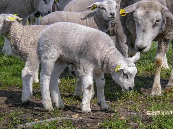 Agnellino in piedi tra altri agnelli e pecore . — Foto Stock