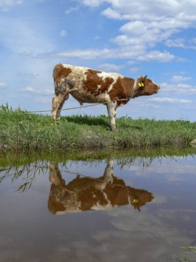 Genç kırmızı pied boğa mooing, suya yansıyan, bir tasma üzerinde.