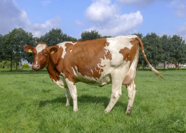 Bir çayırda duran tam meme ile ruminating kırmızı pied.