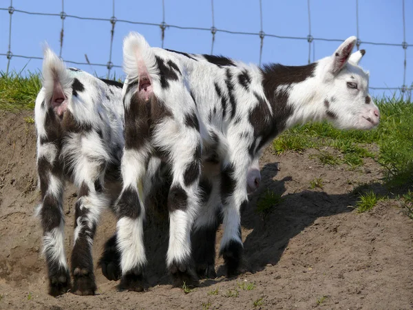 Visão traseira de dois jovens cabras Dalmation em pé na terra nua . — Fotografia de Stock