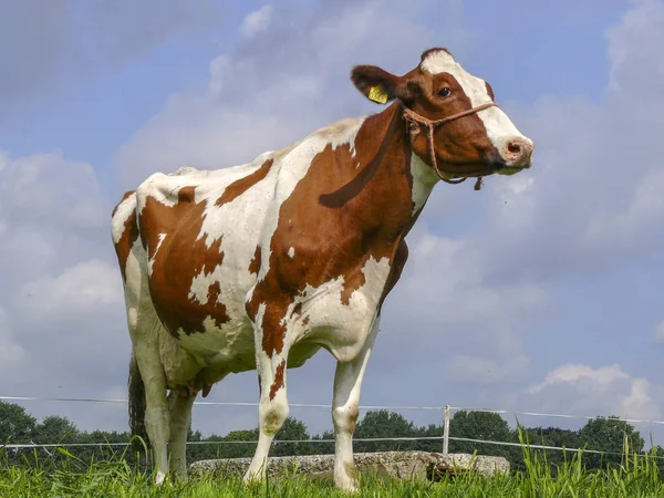 Piros és fehér tehén a kötőfék narancssárga kötél körülötte orr. — Stock Fotó