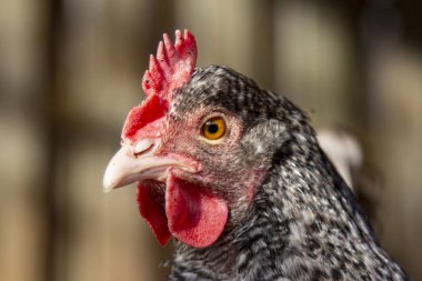 Soluk pembe gagalı ve siyah - beyaz desenli bir hen portresi.