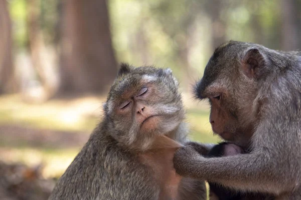 Uzun Kuyruk Makak maymunlar pire toplama, birbirlerini tımar.
