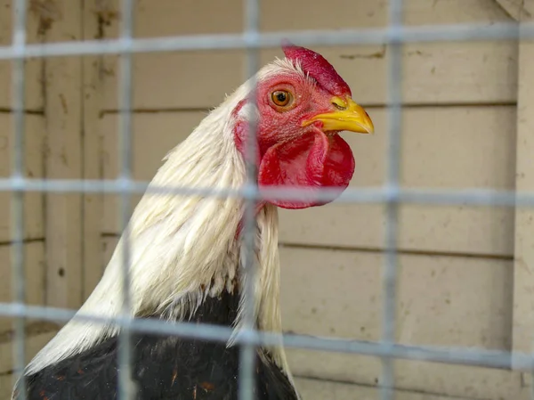 Black and white chicken with red comb in cage, behind bars.