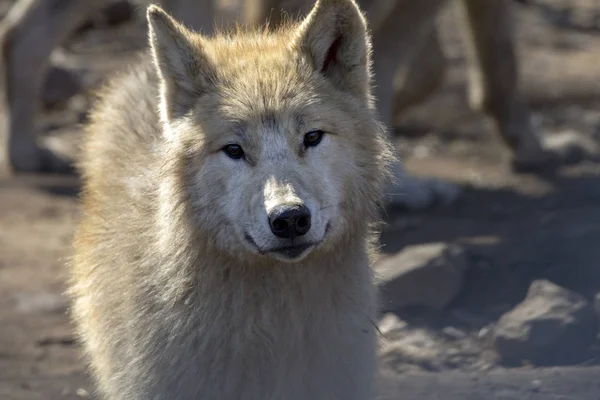 Bir kurdun yakın portresi.