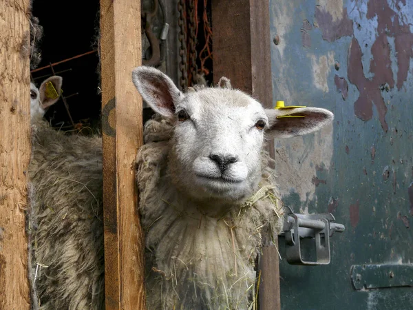 Вівці виглядають, дивляться через полиці стайні . — стокове фото