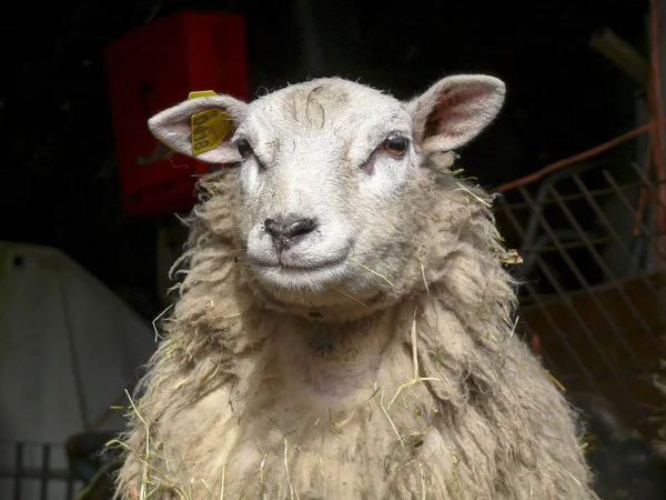 Retrato de una oveja suelta lana y con pajitas por todas partes . — Foto de Stock
