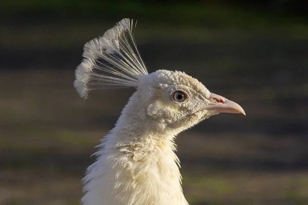 Retrato de un pavo real blanco que toma el sol en sus plumas . —  Fotos de Stock