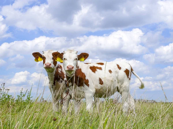 İki güzel kırmızı ve beyaz buzağı, kardeşçe yan yana.