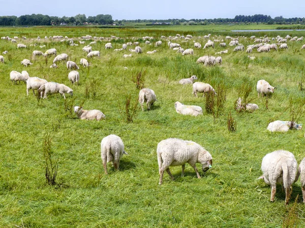 Stádo ovcí pastoucích na louce ve ploché holandské krajině. — Stock fotografie