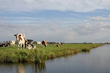 Bir dere kıyısında sürüsi, Hollanda'da bir manzara.