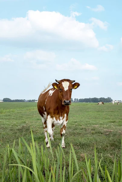 Sturdy vache tachetée rouge avec des cornes se tient dans une prairie . — Photo