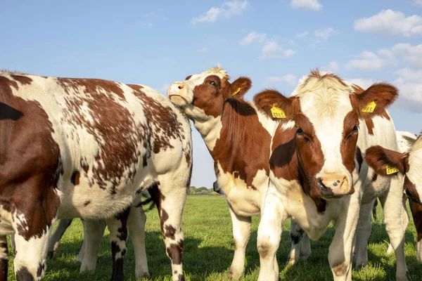 Гроп молодых коров, телят, играющих вместе на лугу . — стоковое фото