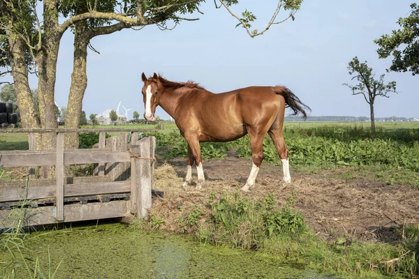 Caballo marrón con fuego blanco y calcetines blancos, de pie . — Foto de Stock