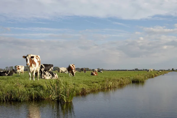 Herd of cows on the bank of a creek, in a holland landscape.