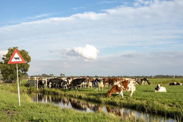 Road sign for crossing cows next to a herd cows on an edge.