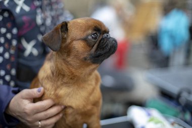 Küçük pug köpek bir kadının kucağında oturan, bir el tarafından düzenlenen.